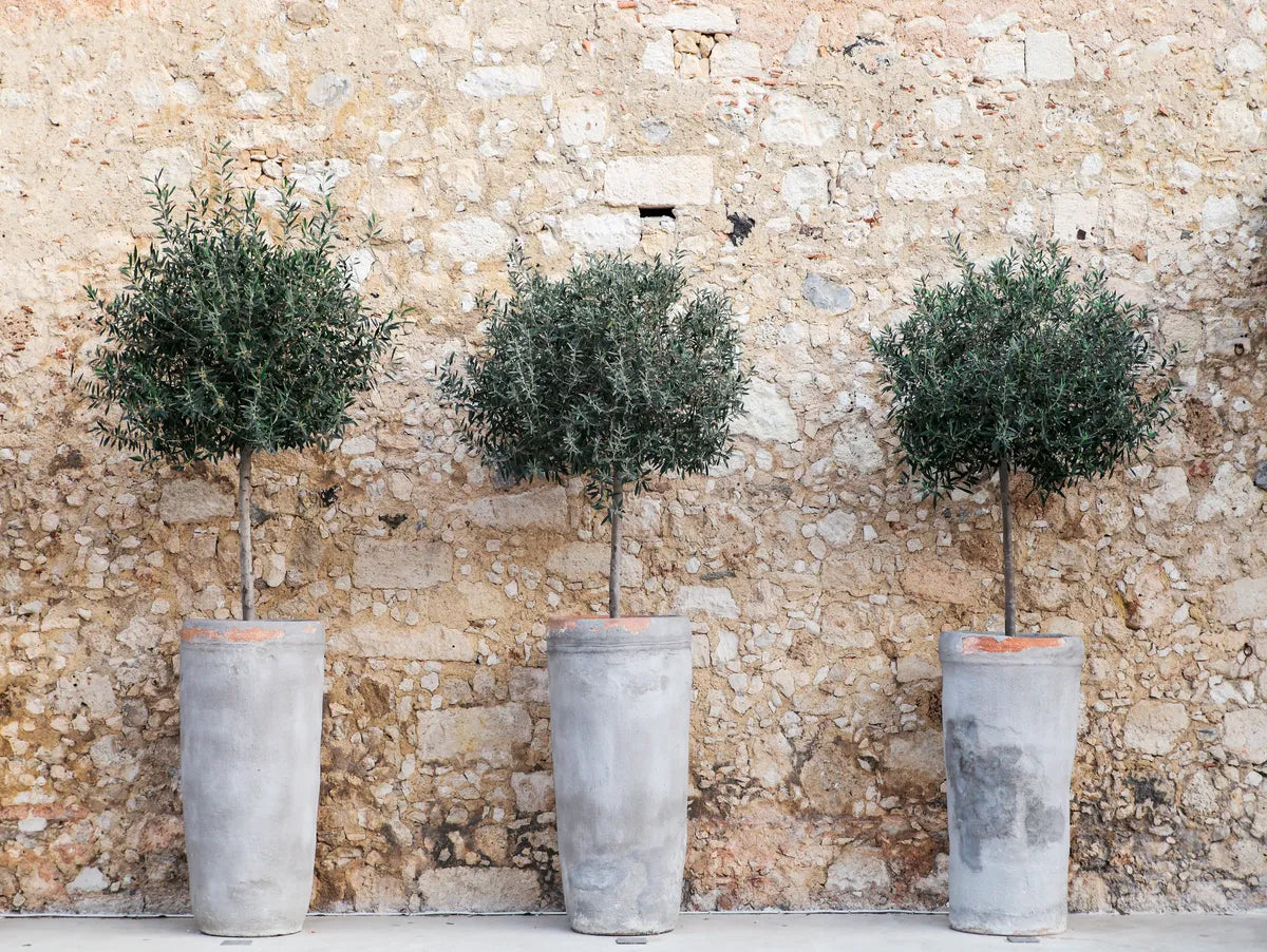 Hochwertige Pflanzkübel rechteckig: Handgefertigte Terrakotta-Kunst aus Kreta · Journal · Palatina Werkstatt