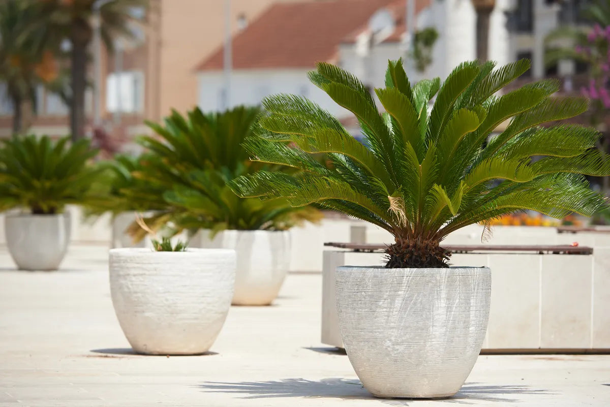 Pflanzkübel in XXL: Große Pflanzträume für Ihren Garten oder Ihre Terrasse